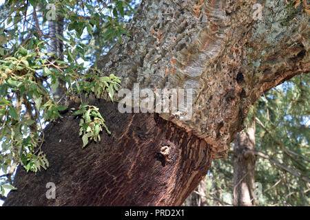 In der Nähe des Cork oak tree in Italien, Korkeiche Quercus suber oder in Sardinien im Mittelmeer Stockfoto