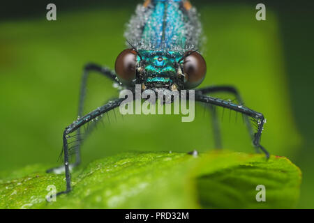 Frontalansicht des Gebänderten Demoiselle männlich (Calopteryx splendens) mit Tautropfen. Tipperary, Irland Stockfoto