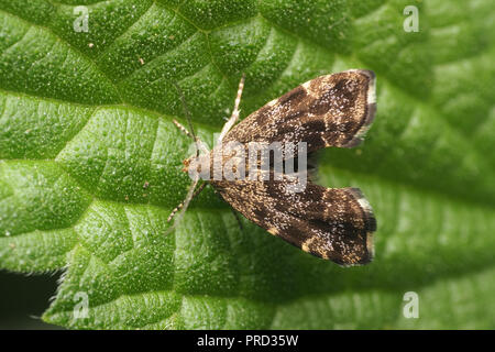 Brennnessel Anthophila fabriciana Tippen (Motte) ruht auf Nessel. Tipperary, Irland Stockfoto