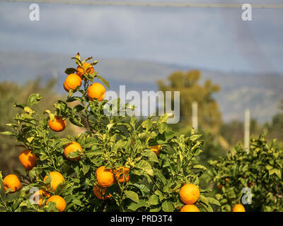 Aufnahme eines Mandarin Baum (tangerine Tree) an einem sonnigen Tag Stockfoto