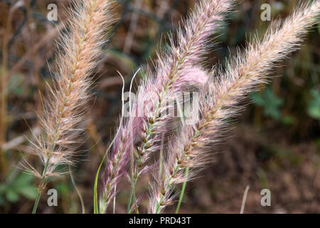 Pennisetum advena oder Brunnen Gras mit rosa und weißen Blüten im Herbst, Feder Blumen rosa Brunnen Gras Stockfoto