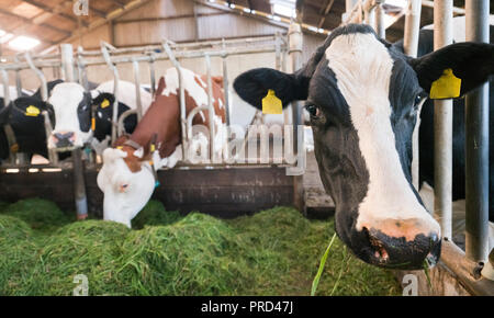 Gefleckte schwarze Holstein Kühe füttern aus grünem Gras in der Scheune auf niederländischen Bauernhof in Holland Stockfoto