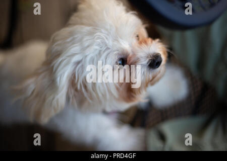 Shihpoo Stockfoto