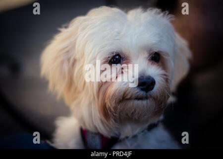 Shihpoo Stockfoto