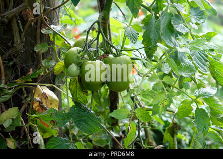 Moneymaker grüne Tomaten wachsen auf einer Anlage im ländlichen Garten und nicht reift Ende September wetter in Carmarthenshire West Wales UK KATHY DEWITT Stockfoto