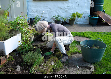 Eine ältere Gärtnerin jäten und säuberten einen kleinen Küchenkräutergarten draußen an einem sonnigen Herbsttag in Carmarthenshire West Wales UK KATHY DEWITT Stockfoto