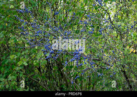 Blaue Schlehe für die Herstellung Schlehe Gin wilden weichen Früchten verwendet Ernte im Herbst auf Blackthorn Bush hedgerow in Carmarthenshire West WALES GROSSBRITANNIEN KATHY DEWITT Stockfoto