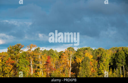 Dunkler Himmel und Wolken Hintergrund mit Bäumen im Herbst Landschaft durch helles Sonnenlicht beleuchtet Stockfoto