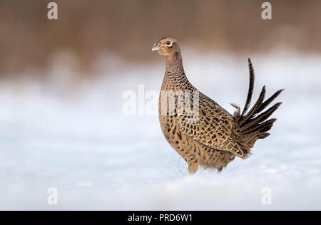 Ringneck Fasan (Phasianus colchicus), Buchse Stockfoto
