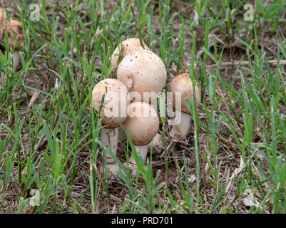 Pilze wachsen in einem grasbewachsenen Feld Stockfoto