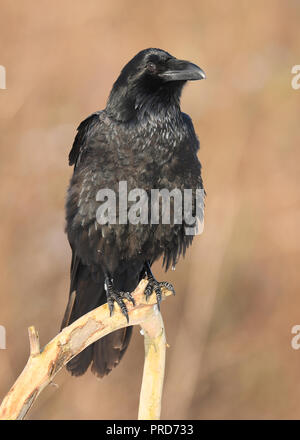 Raven (Corvus Corax) Stockfoto