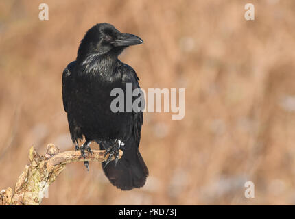 Raven (Corvus Corax) Stockfoto