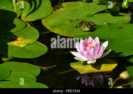 Frosch und Wasser Lilly Stockfoto