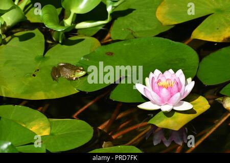 Frosch und Wasser Lilly Stockfoto