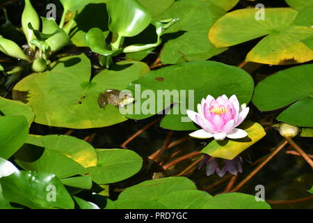 Frosch und Wasser Lilly Stockfoto