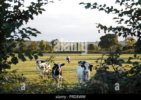 Kühe auf der Suche durch das Loch in der Hecke Stockfoto