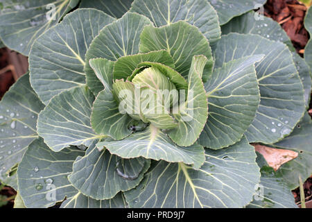 Bepflanzung Kohl auf Gemüsebeet Stockfoto