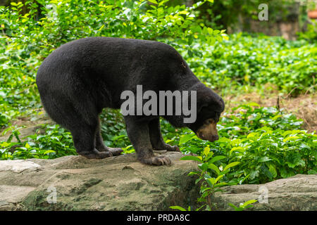 Ein malayan Sun Bear steht auf dem Felsen in einen Zoo Stockfoto