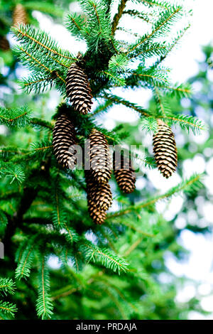 Kiefernzapfen hängen von den Ästen eines immergrünen Baum Stockfoto