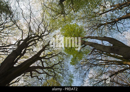 Gemeinsame Buchen (Fagus sylvatica), Treetops im Frühjahr, Emsland, Niedersachsen, Deutschland Stockfoto
