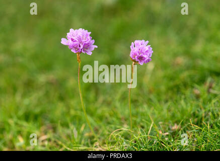 Meer Sparsamkeit (Armeria maritima), Nordseeküste, Schleswig-Holstein, Deutschland Stockfoto