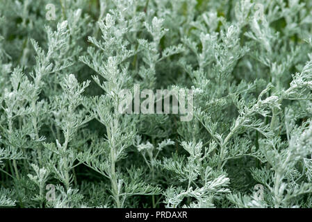 Meer Wermut (Artemisia maritima), Nahaufnahme, Hintergrundbild, Nordseeküste, Schleswig-Holstein, Deutschland Stockfoto