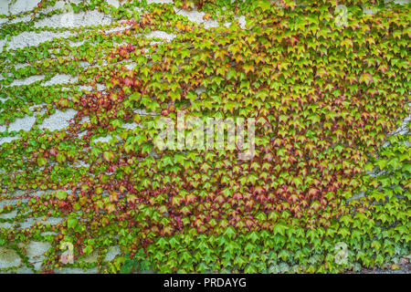 Boston Efeu (parthenocissus Tricuspidata), wilde Rebe, Deutschland Stockfoto