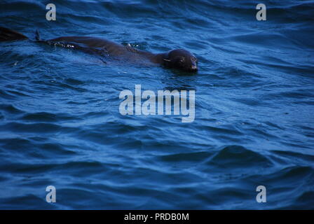 Ein seehunde Schwimmen im Pazifischen Ozean nur vom Ende der festlandsockel an der kalifornischen Küste. Stockfoto