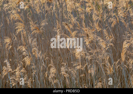 Blühende Schilf (Phragmites australis) gegen Licht, Hintergrundbild, Österreich Stockfoto