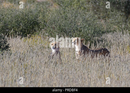 Geparden (Acinonyx jubatus) die Umgebung, aufmerksam beobachten, Kgalagadi Transfrontier Park, Northern Cape, Südafrika Stockfoto