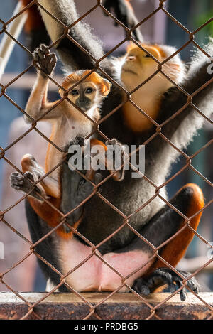 Eine weibliche Rot-shanked Les Marines langur und Ihr Baby Stockfoto