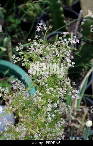 Daucus carota Karotte oder als Unkraut, Blumen bekannt Stockfoto