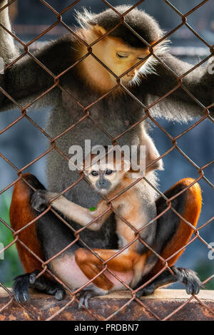 Eine weibliche Rot-shanked Les Marines langur und Ihr Baby Stockfoto