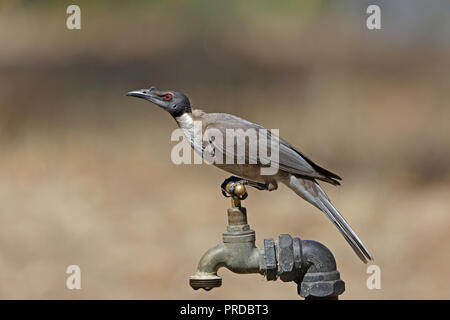 Laut Friarbird auf einem Wasser in Far North Queensland Australien tippen Stockfoto