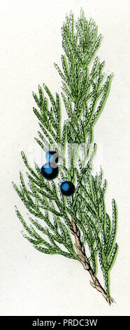 Gemeinsame Juniper <Juniperus communis>, Stockfoto