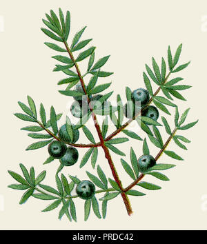 Gemeinsame Juniper <Juniperus communis>, Stockfoto