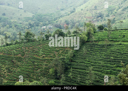 Teeplantagen auf Hill Stockfoto