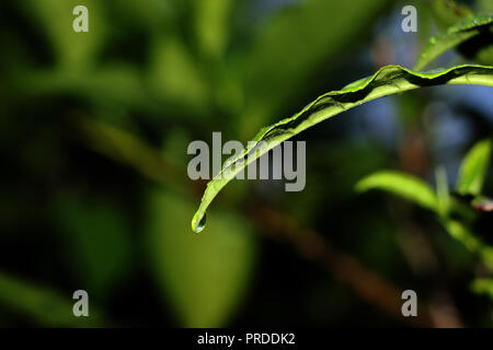 Tau Tropfen am Blatt Stockfoto