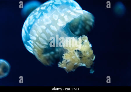 Weiß getupftem Quallen (Phyllorhiza punctata) am Georgia Aquarium in der Innenstadt von Atlanta, Georgia. (USA) Stockfoto