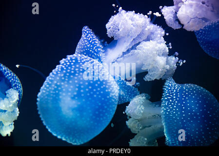 Weiß getupftem Quallen (Phyllorhiza punctata) am Georgia Aquarium in der Innenstadt von Atlanta, Georgia. (USA) Stockfoto