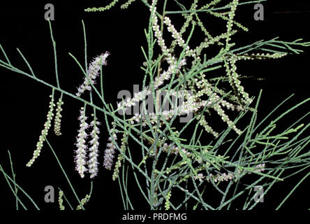 Tamarix ramosissima Baum close-up Stockfoto