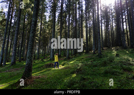 Frau in einem großen Pinienwald Stockfoto