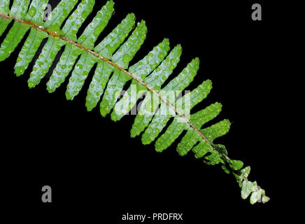 Der Farn Blatt close-up (nephronepsis exaltata) Stockfoto