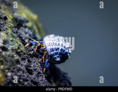 Einsiedlerkrebs in Brackwasser Tank Stockfoto