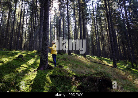 Frau in einem großen Pinienwald Stockfoto