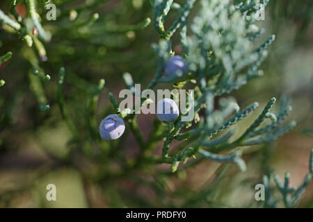 Wacholder Lat. Juniperus auf einem Busch im Spätsommer communis in Italien aus dem Kiefer Familie die Beeren sind eigentlich Kegel, Gin verwendet Stockfoto