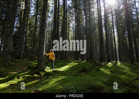 Junge berühren hohe Kiefer in Enchanted Forest Stockfoto