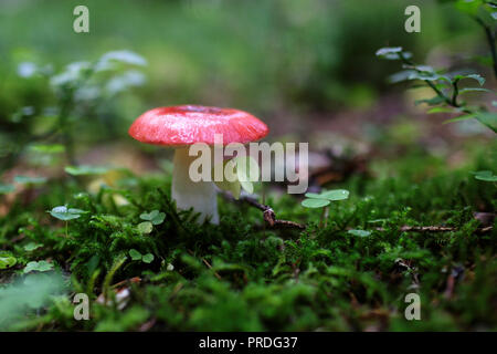 Nahaufnahme einer giftigen Pilz im Wald Stockfoto