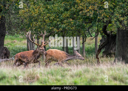 Red Deer (Cervus elaphus) Rothirsch jagen Hind/frau in der Hitze im Wald während der Brunft im Herbst/Herbst Stockfoto