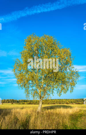 Schöne Landschaft mit einem einsamen Birke im Feld an einem sonnigen Herbsttag. Stockfoto